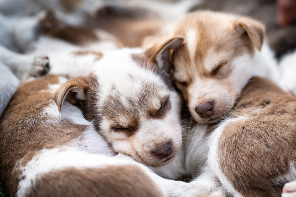 Acht kleine Hunde sind in Oberfranken von einer Passantin entdeckt worden. Sie wurden vermutlich ausgesetzt. (Symbolbild)