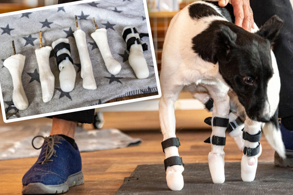Hund mit schweren Verstümmelungen aus Kriegsgebiet gerettet