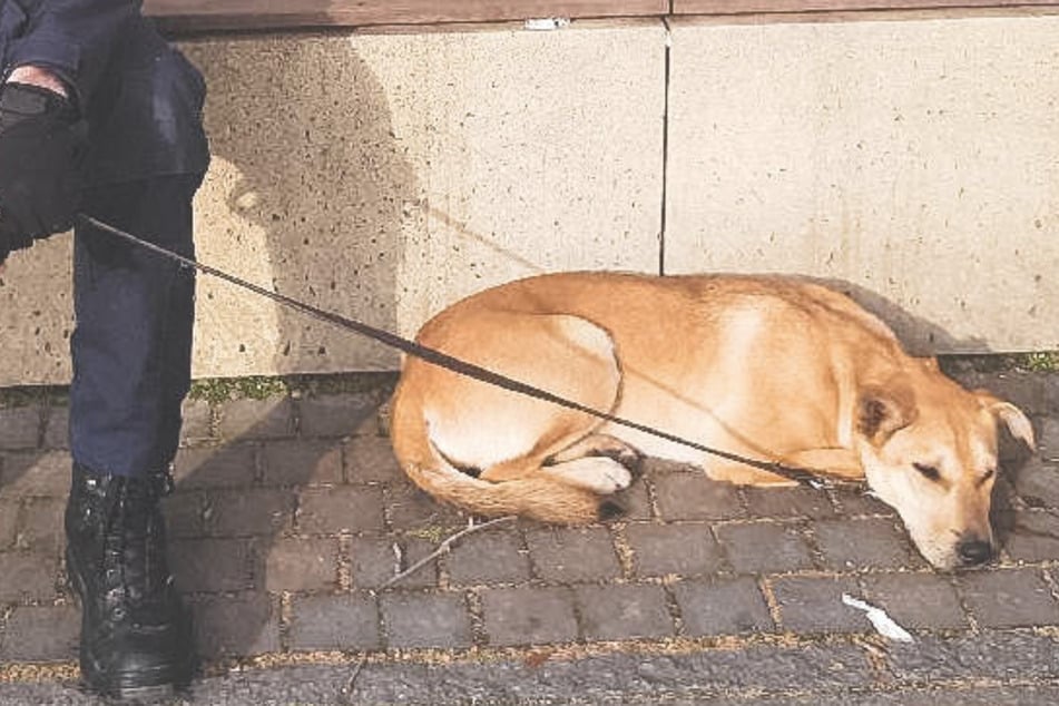 Ausgebüxter Hund in Neu- und Altstadt: Gibt es Happy End für den Vierbeiner?