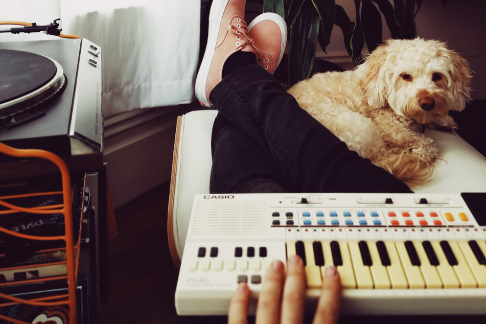 Do dogs like music? How to tell what music dogs like