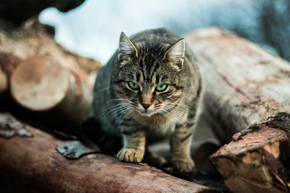 Your feline friend is more susceptible to fleas if it goes outside.