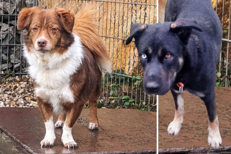 Tausende Tiere vermittelt, doch diese beiden Hunde warten noch immer auf ein Zuhause!