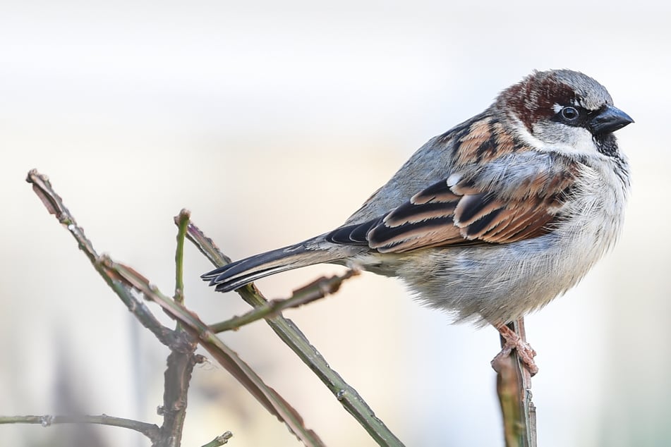 Berlin: Baustopp in Lichtenberg: Spatzen und Fledermäuse legen Wohnprojekt lahm