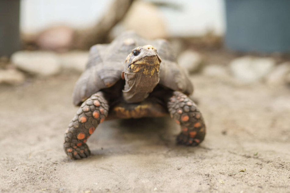 Die Köhlerschildkröte sucht nicht nur nach dem EM-Sieger.