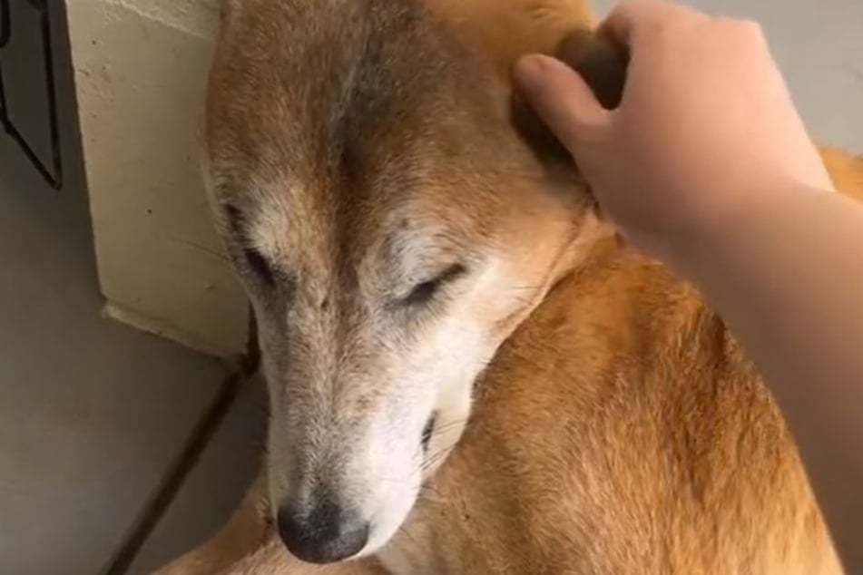 Jahrelang dachte das Team, dass es einen Australian-Kelpie-Mischling streicheln würde.