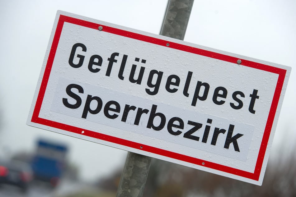 Im Landkreis Mansfeld-Südharz hat sich der Verdacht auf Geflügelpest bestätigt.
