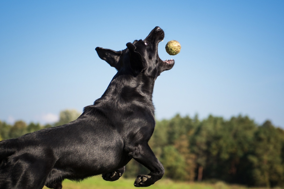 Viele Hunde lieben das Apportieren von Bällen.