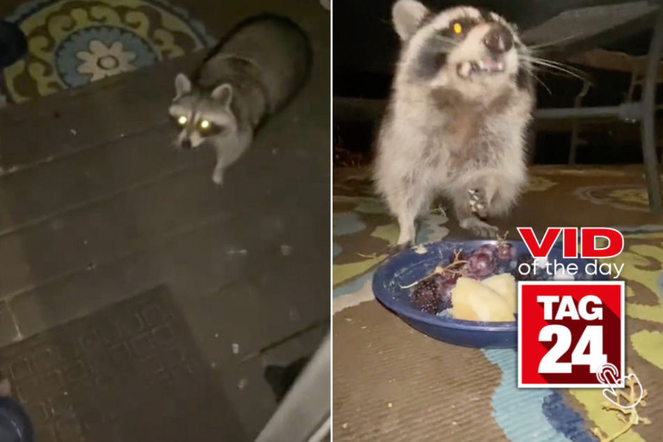 viral videos: Viral Video of the Day for April 21, 2024: Woman brings out "special treats" to furry visitor