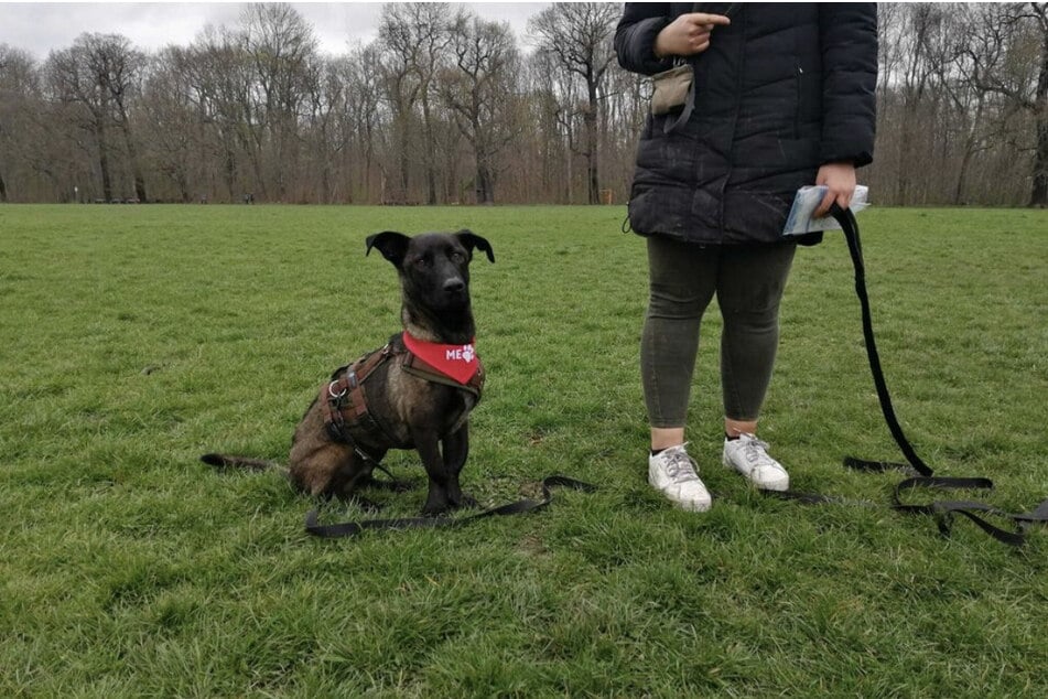 Die zu vermittelnden Hunde sind mit einem roten Halstuch gekennzeichnet.