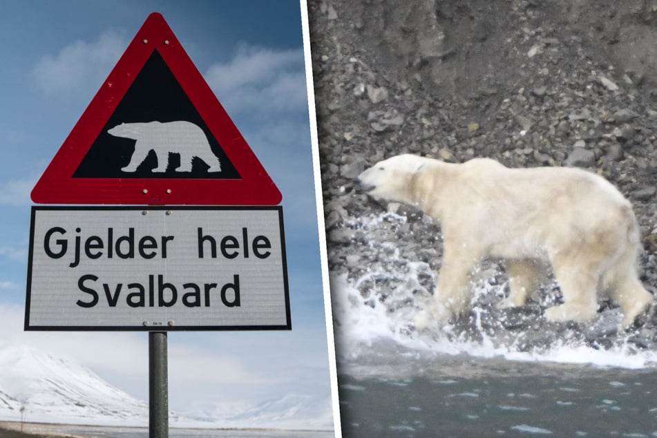 Eisbären-Angriff: Frau wird verletzt, Tier wird erschossen!
