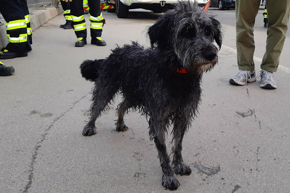 Der Hund der jungen Frau überstand den Zwischenfall an der Isar in München glücklicherweise unbeschadet.