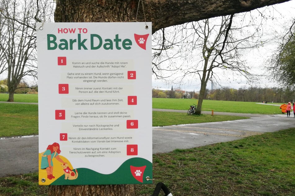 Beim "Bark Date" sind einige Regeln zu beachten, um das Wohl der Hunde nicht zu gefährden.