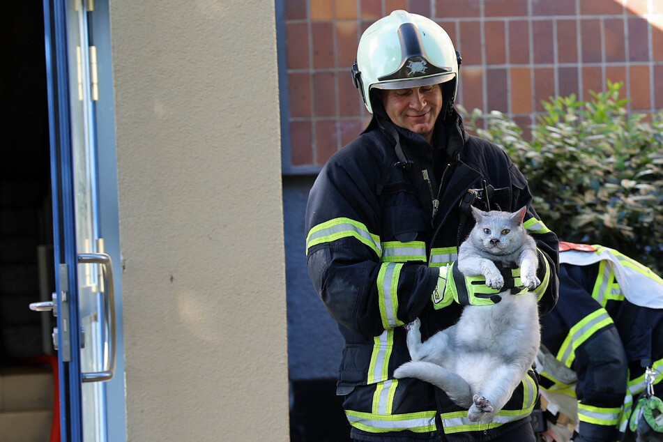 Die Rostocker Feuerwehr rettete eine Katze aus einer brennenden Wohnung in der Bruno-Taut-Straße.