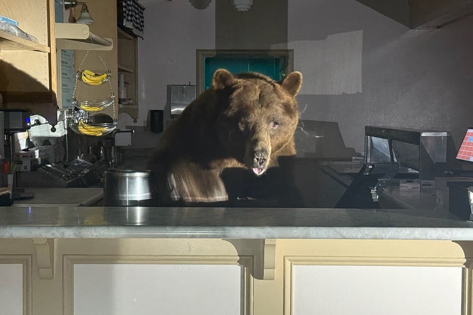 A bear visits the Ice Cream Shop at Camp Richardson in South Lake Tahoe, California.