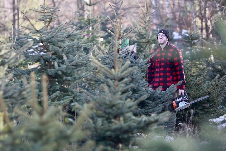 Beim Weihnachtsbaumverkauf der Firma Harzer Tanne können Besucher den Baum selbst schlagen.