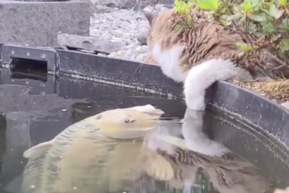 Während Mika entspannt am Teich liegt, schwimmt ein Koi ganz langsam auf sie zu und stupst dann ihre Tatze an.