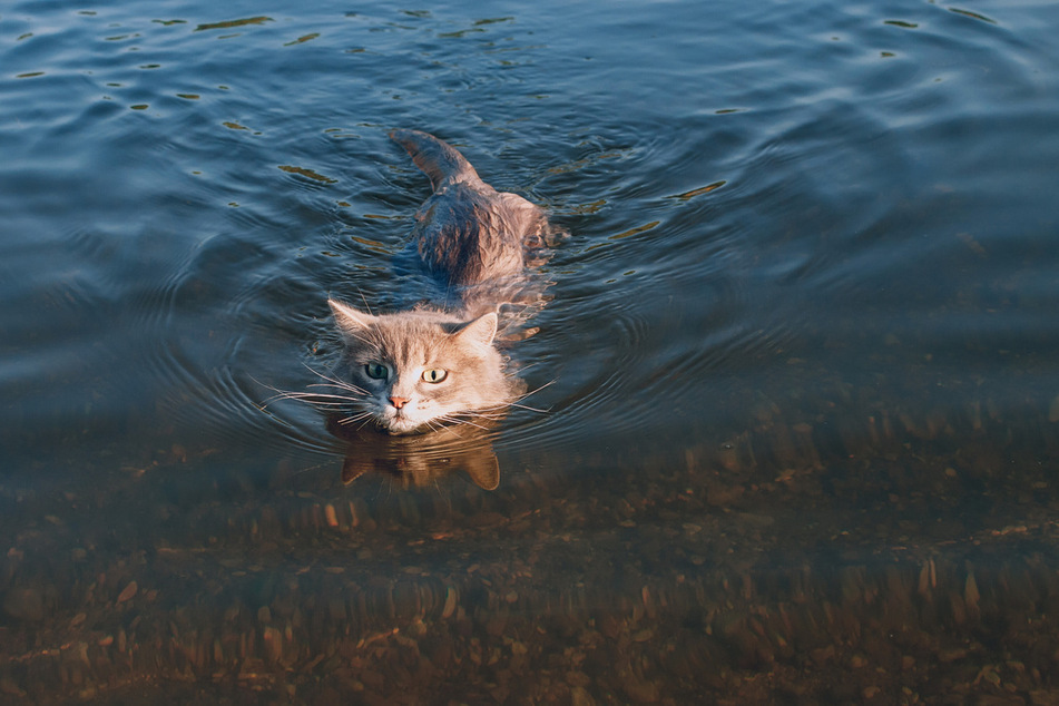 Cats get very heavy and struggle to move when they are totally water-logged.