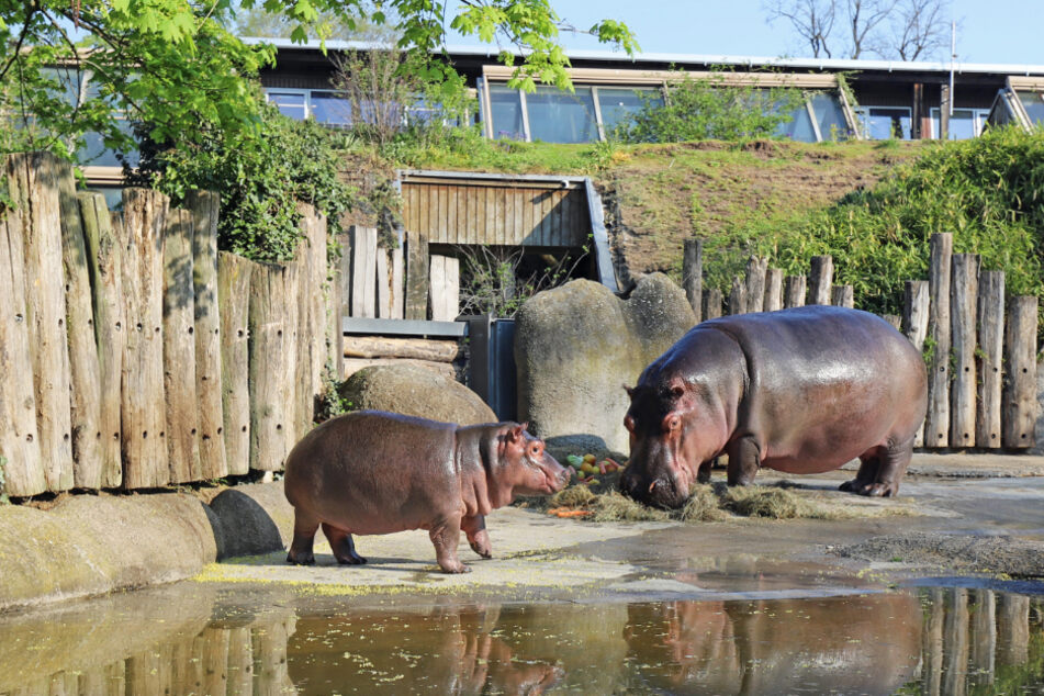 Das Flusspferd-Baby Halloween steht mit seiner Mutter Kathy im Freigehege im derzeit wegen der Corona-Pandemie geschlossenen Zoo Karlsruhe.