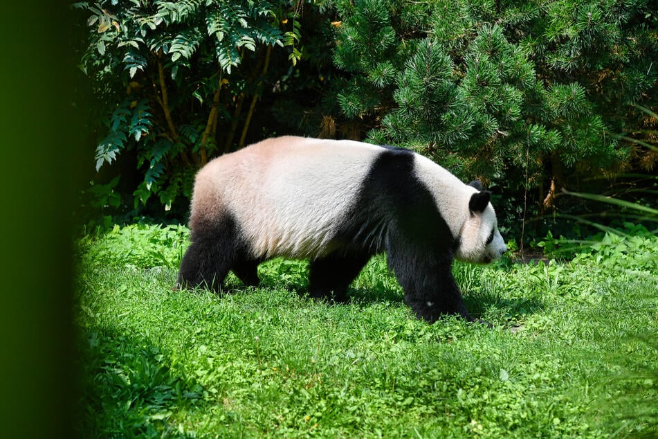 Während Panda-Dame Meng Meng ihren Nachwuchs versorgt, streift Papa Jiao Qing durch sein Gehege.