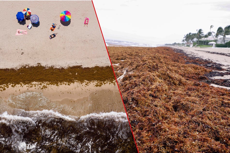 With more than 5,000 miles of seaweed heading for Florida, is tourism in danger?