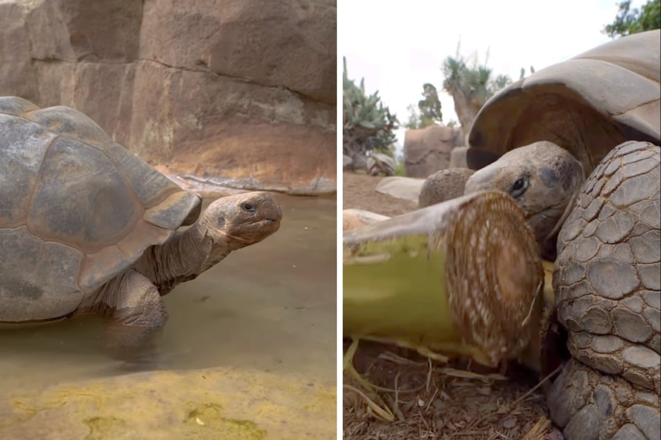 Ihre Fotos reichen von frühen Schwarz-Weiß-Aufnahmen bis hin zu Social-Media-Videos.