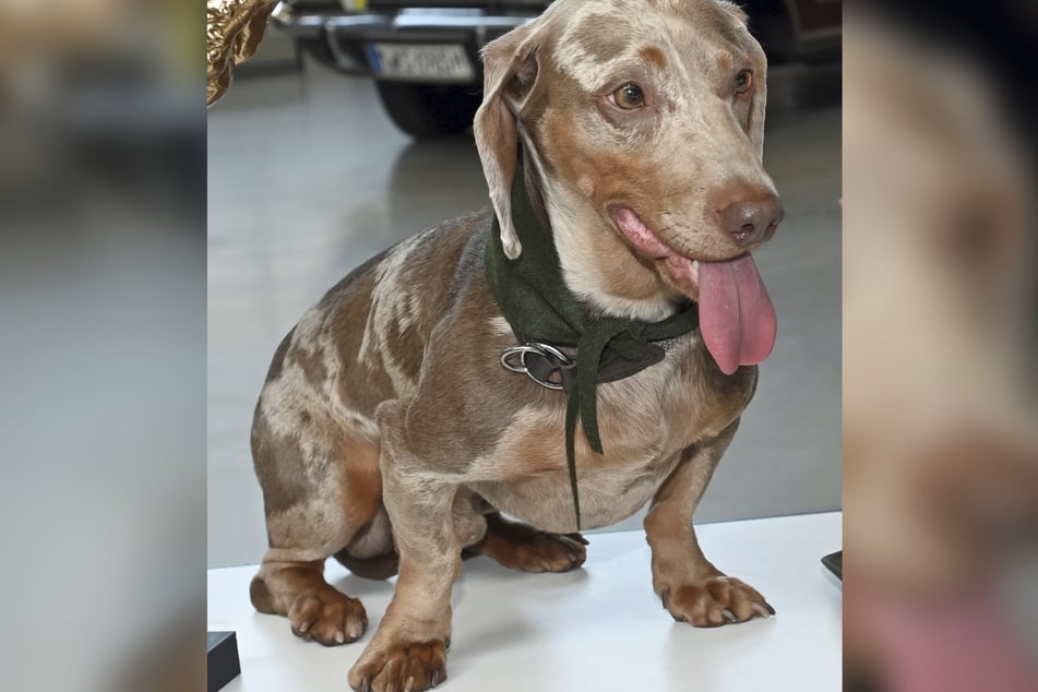 Die Hunde mit geflecktem Fell seien nach Angaben des Influencers sehr beliebt. (Symbolfoto)