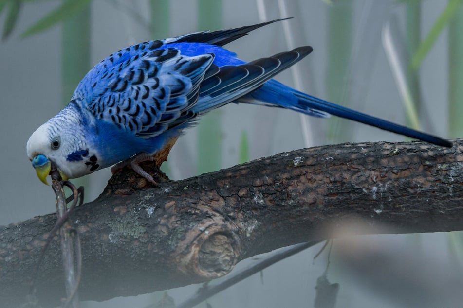 Vögel können ebenfalls stark unter Feuerwerk leiden. (Symbolbild)