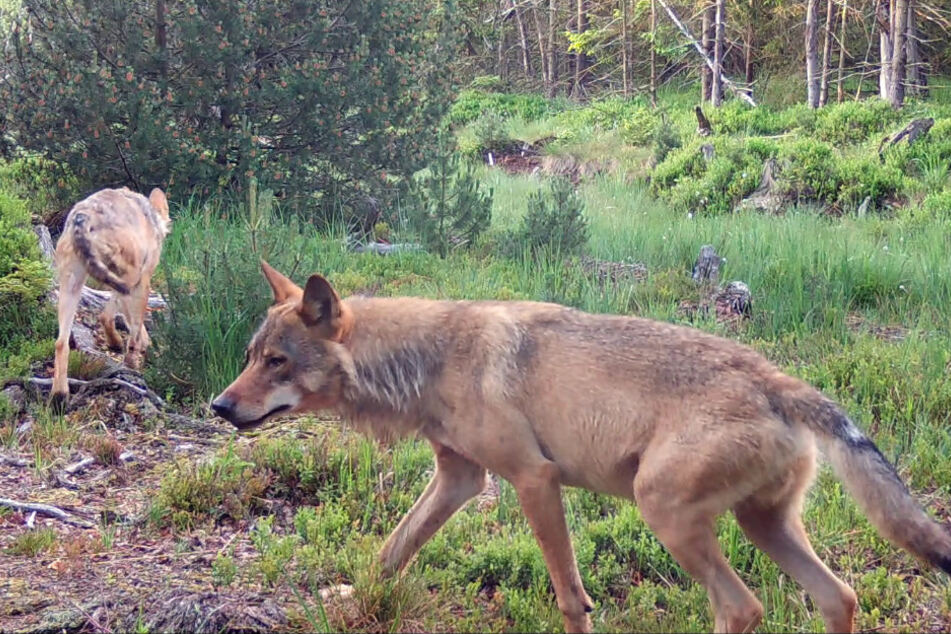 Die Wildtierkamera sichtete den Wolf schon kurz nach Verschwinden seiner Partnerin mit einer Neuen.