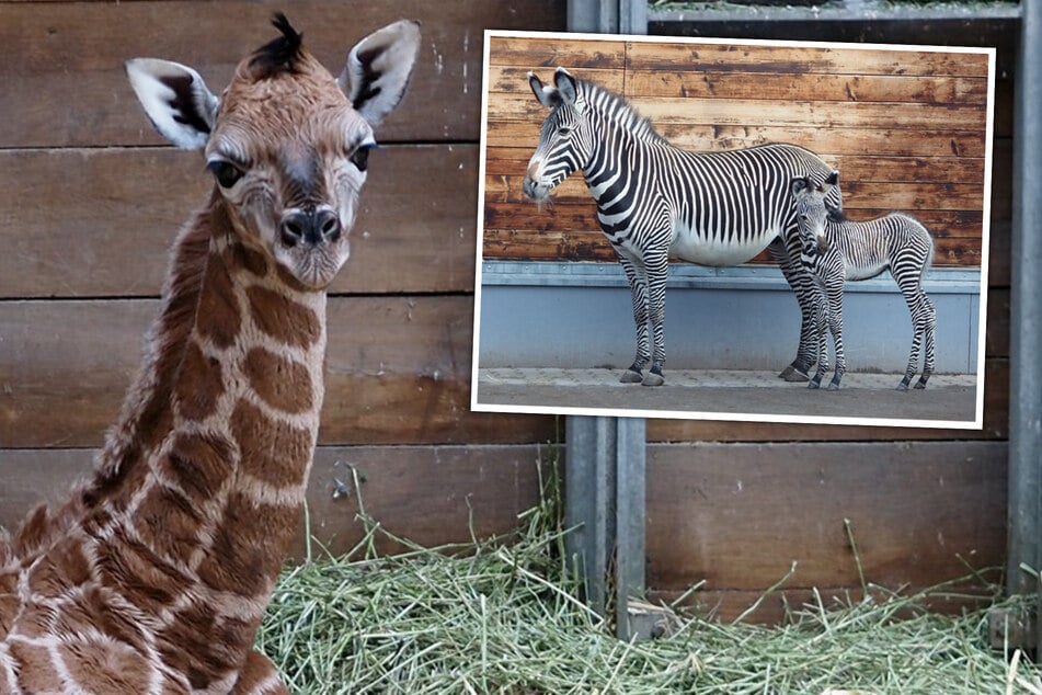 Neujahrsglück im Zoo: So süß ist der erste Nachwuchs