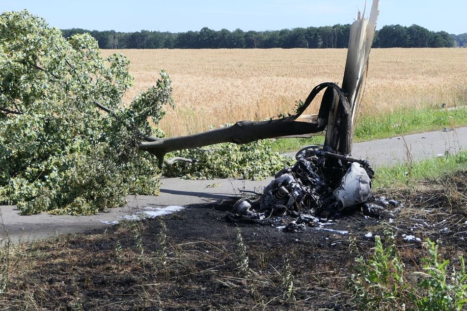 Bei Zusammenprall wurde der Baum gefällt.