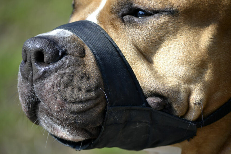 Ein Pitbull-Mischling hat am Donnerstag in Rudolstadt seinen Besitzer und einen Bekannten gebissen. (Symbolbild)