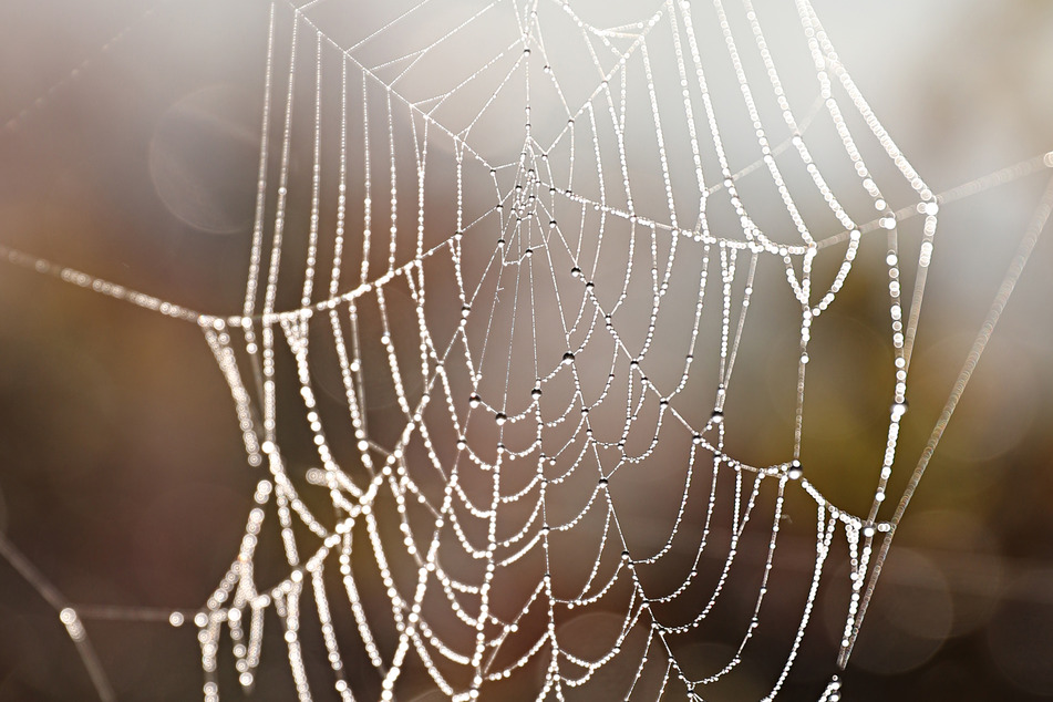 Bei der Gartenarbeit wurde ein junger Mann aus Italien von einer giftigen Spinne gebissen. (Symbolbild)