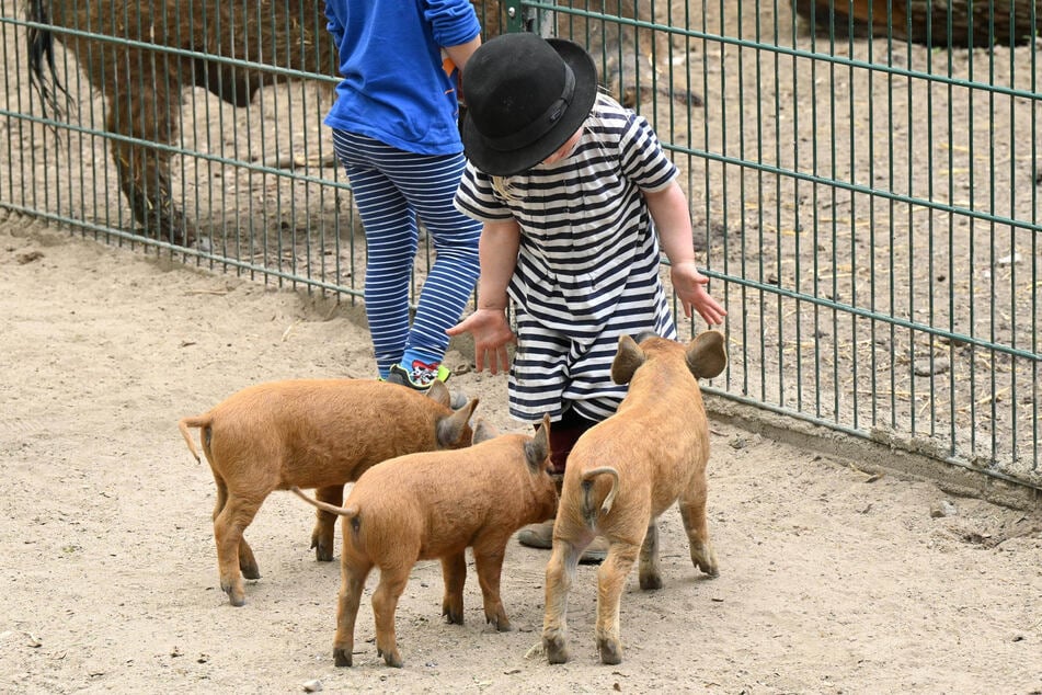 Groß und Klein erfreuen sich an den Tieren dort, doch wie bekommen die jetzt ihre Futterspenden?
