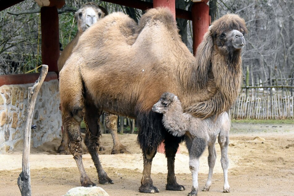 Kamelbaby "Faruk" ist der neue Star im Tierpark.