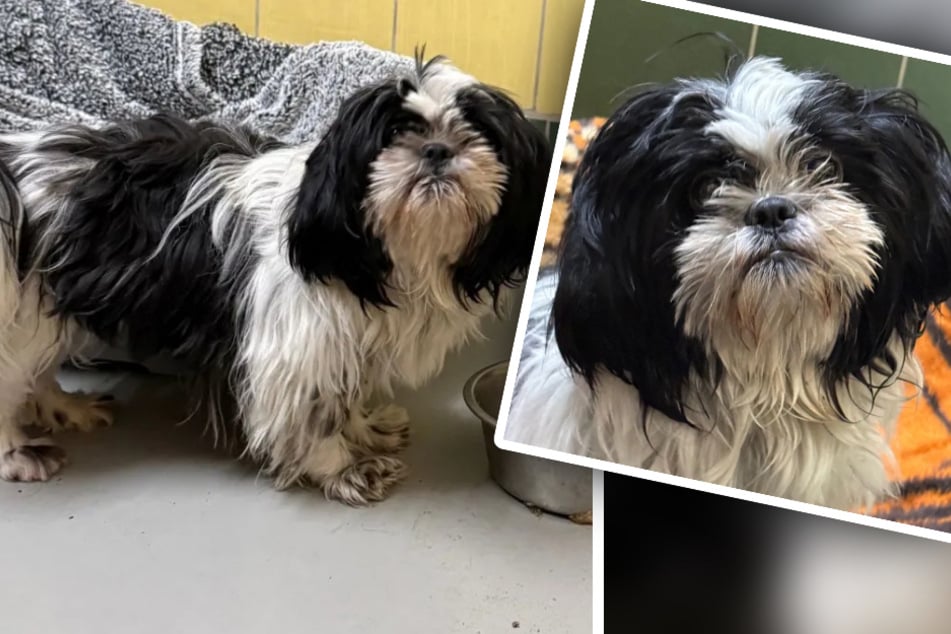 Lieb, verträglich - und mit einem Jahr schon im Tierheim: Wer schenkt Shih-Tzu-Hündin ein neues Leben?
