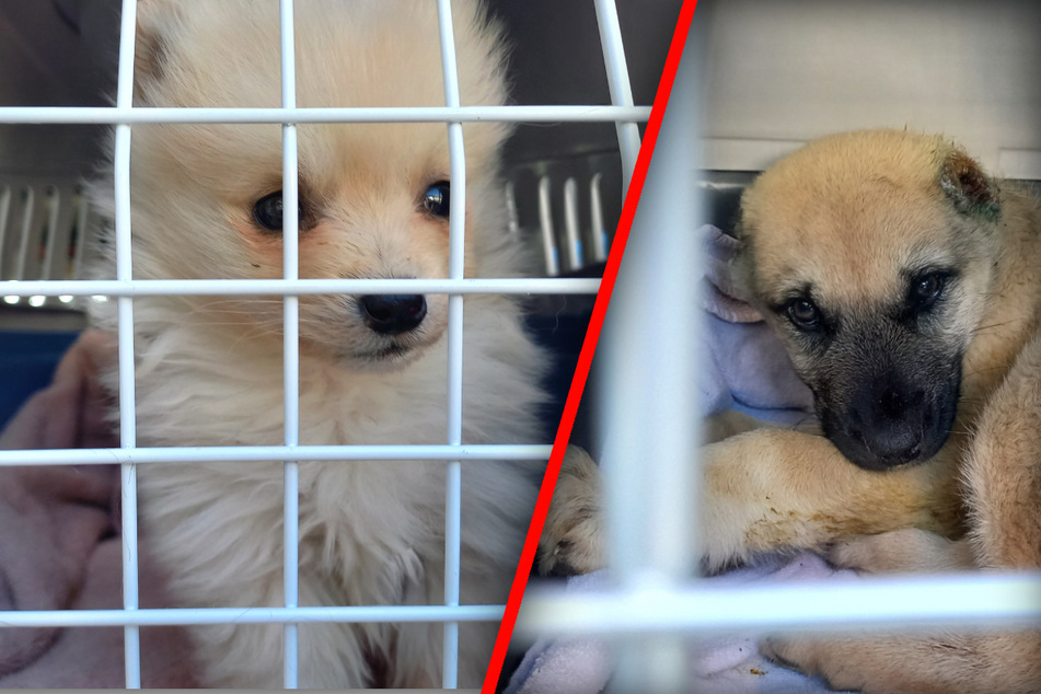 Hunde-Tragödie: Diese Welpen mussten sterben, weil Menschen Profit machen wollten