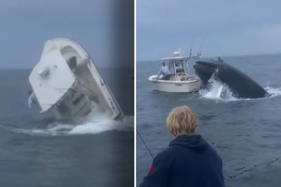 Humpback whale topples fishing boat in frightening new footage