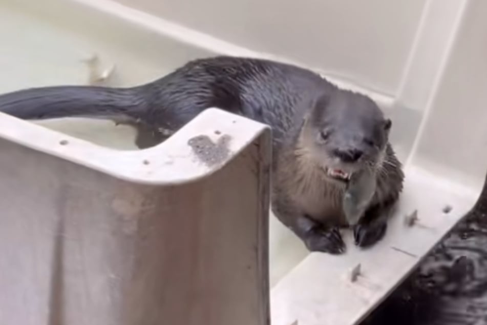 Der Otter brauchte reichlich Hilfe, um wieder fit zu werden.