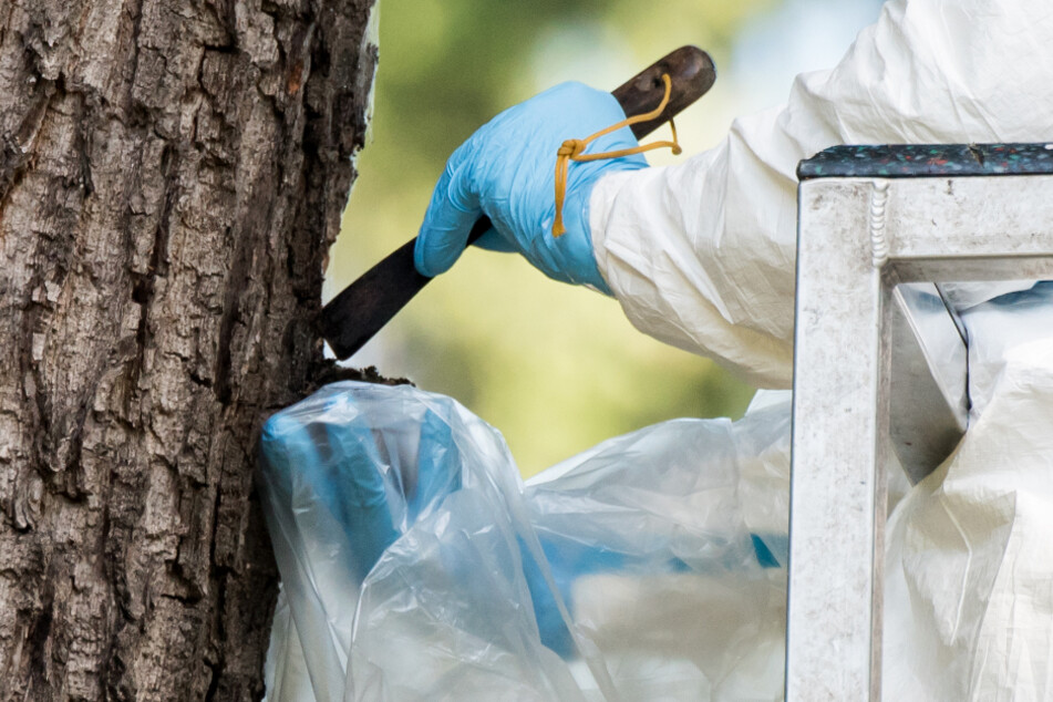 Ein Mitarbeiter einer Baumpflegefirma entfernt auf dem Ohlsdorfer Friedhof in einem Schutzanzug ein Eichenprozessionsspinner-Nest an einem Baum.