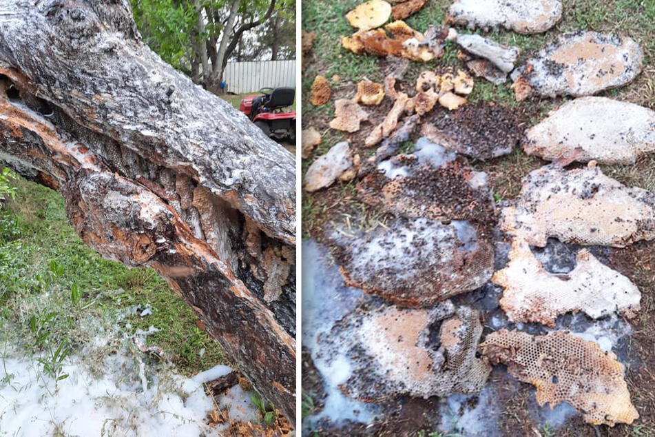 In the tree trunk, the beekeeper and fire department found a large number of honeycombs in which the bees were nesting.