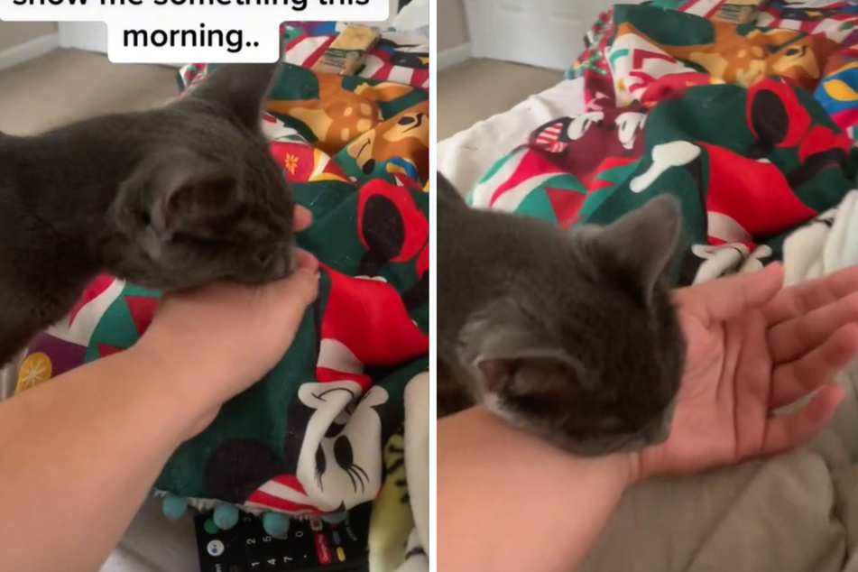 Gracie the cat tries to grab her owner by the scruff of her wrist.