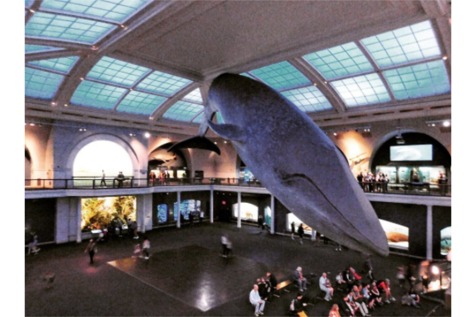 The American Museum of Natural History's blue whale exhibit in New York.