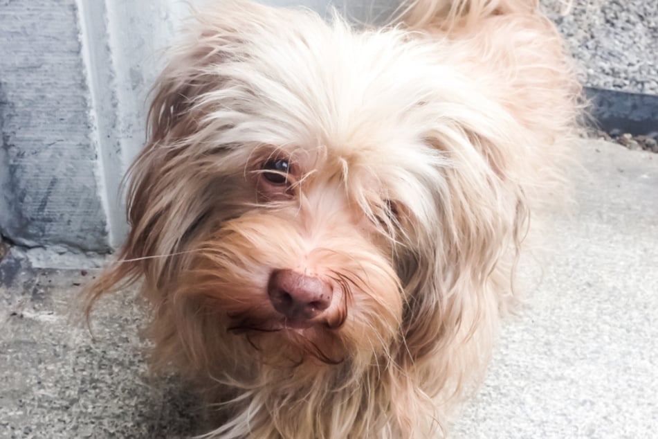 Hund Jack ist blind und wurde einfach vor dem Einkaufszentrum Zürich entführt.