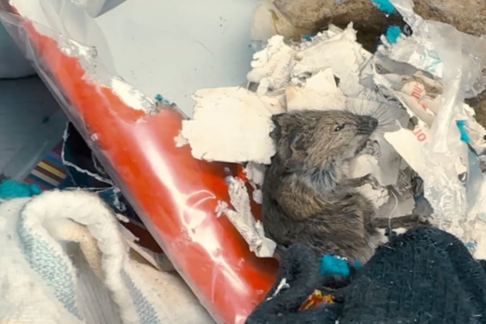 Das Gift des Kammerjägers wirkte Zeitverzögert. Beim Packen seiner Sachen fand Rennert zahlreiche tote Mäuse in den Schränken.