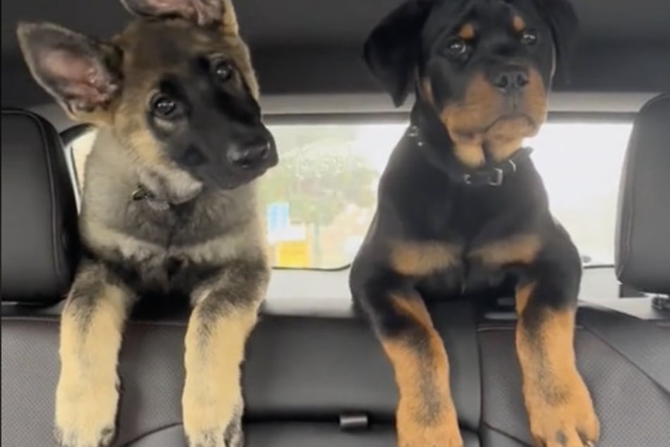 Die Hunde sitzen hinten im Auto und blicken gespannt über die Rücksitze.