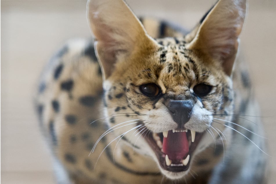 Después de una nueva búsqueda en el norte: se ha recapturado un felino fugitivo