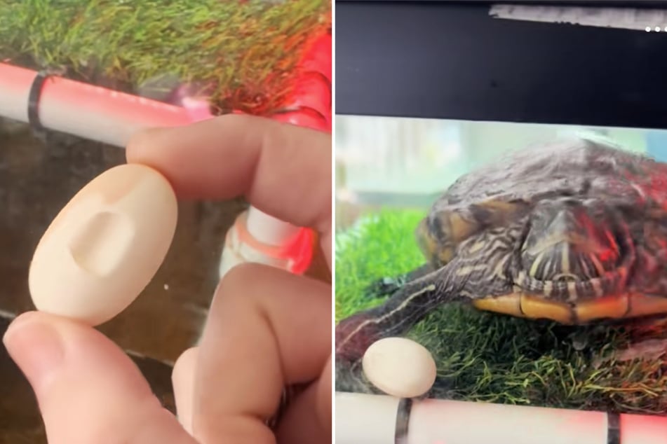 Als Fiona einen kurzen Blick in Izzies Aquarium warf, konnte sie ihren Augen nicht trauen.