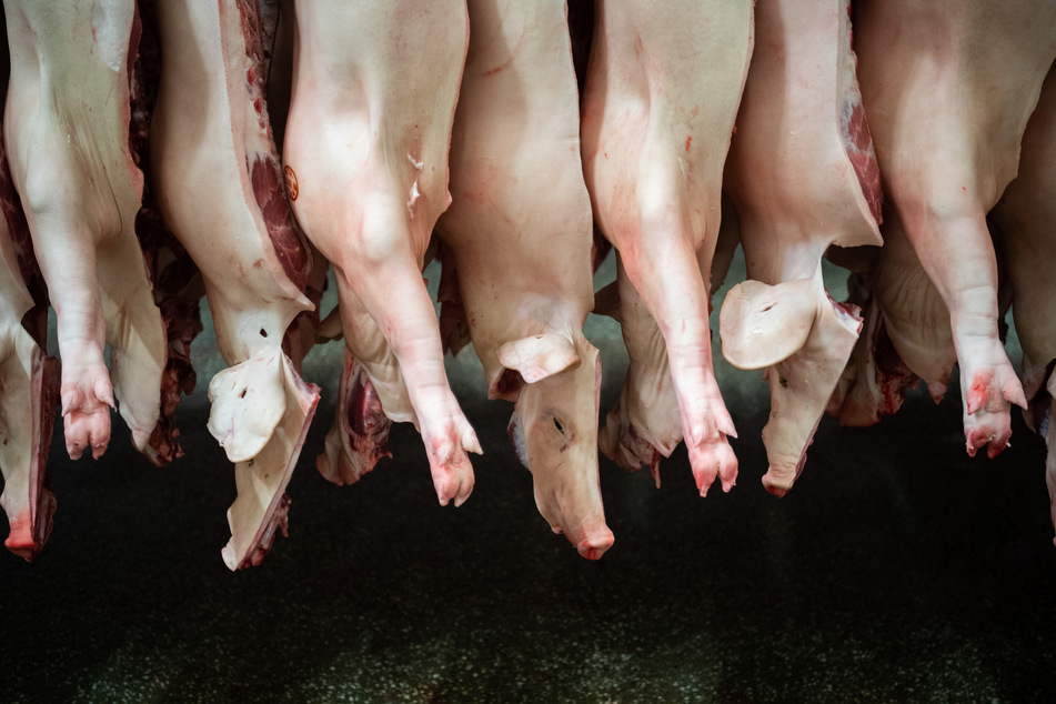 Halbierte Schweine hängen in einem Schlachthof. Im niedersächsischen Dissen wurden Mitte Mai 92 Mitarbeiter eines Schlachthofes positiv auf Corona getestet. Die Befürchtung vieler Betriebe, dass sich das Virus auch bei Ihnen ausbreitet, wächst.
