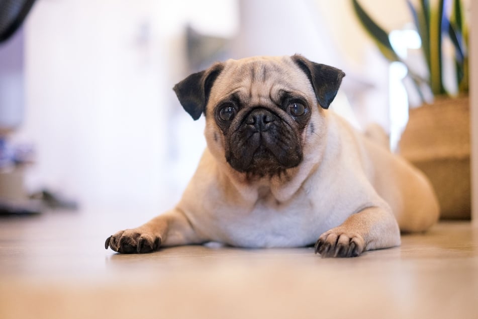 Mops: der König unter den kleinen, süßen Hunderassen.