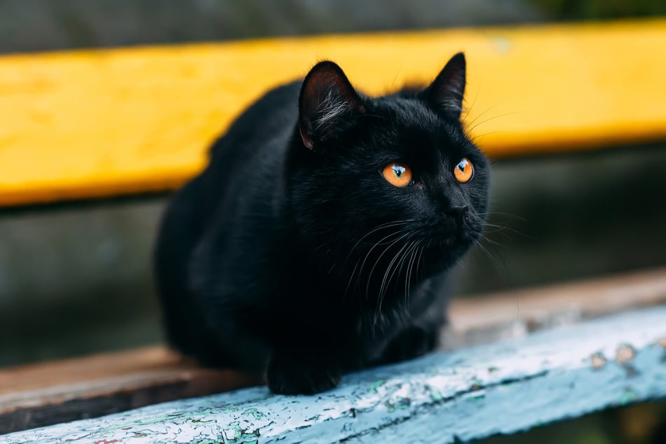 Der Name Fia passt zu einer schwarzen Katze, die eine weise und friedliche Ausstrahlung hat.